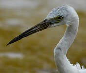 Aigrette bleue