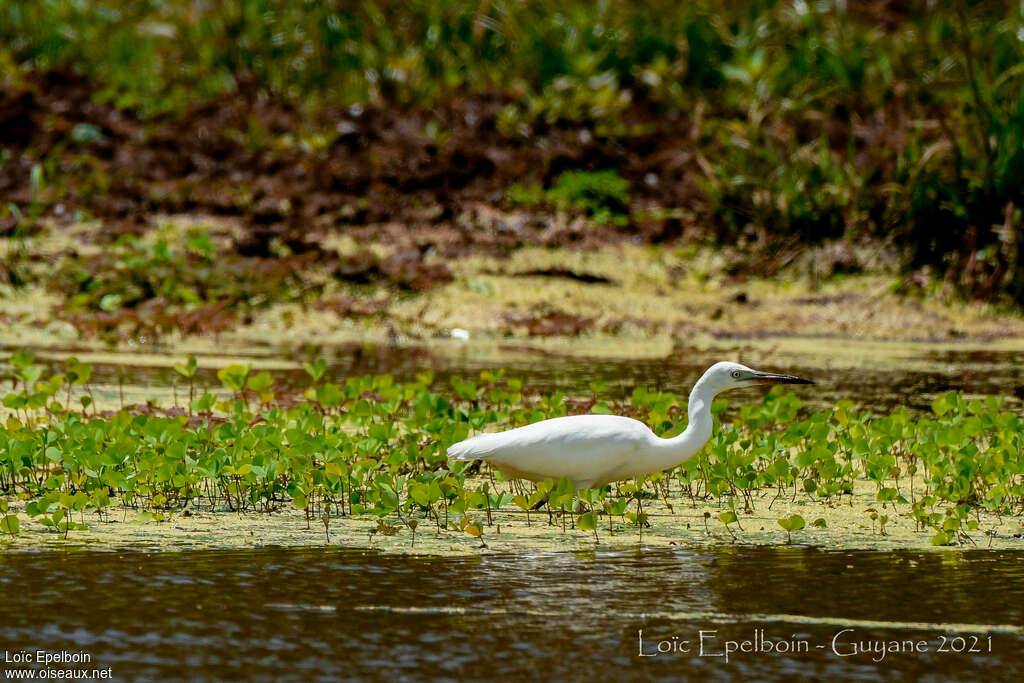 Little Blue Heron