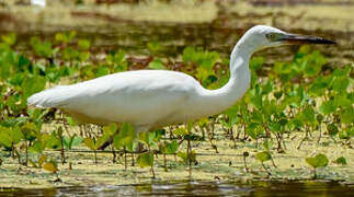 Aigrette bleue