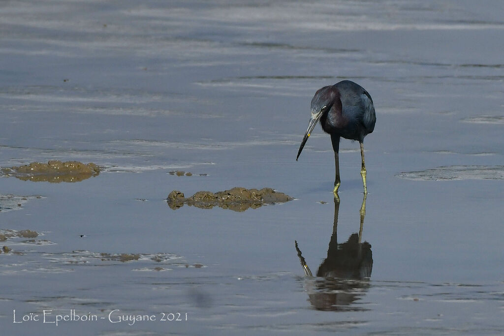 Aigrette bleue