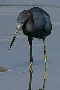 Little Blue Heron