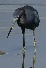 Aigrette bleue