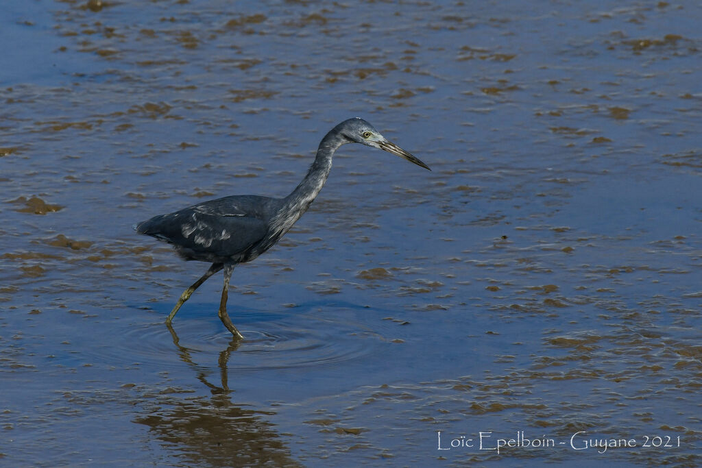 Little Blue Heron