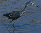 Aigrette bleue