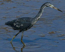 Aigrette bleue