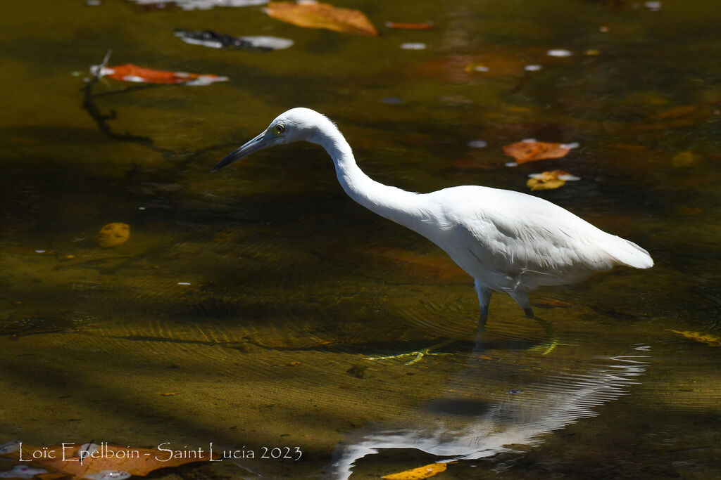 Aigrette bleue