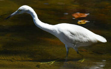 Aigrette bleue