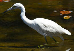 Little Blue Heron