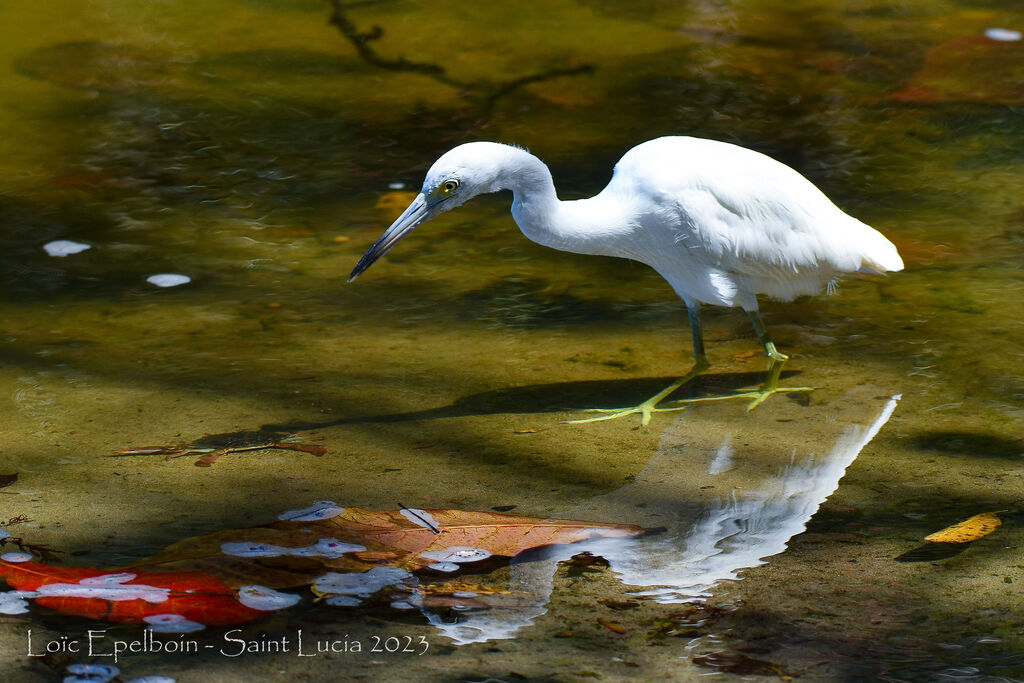 Aigrette bleue