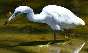 Little Blue Heron