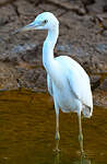 Aigrette bleue