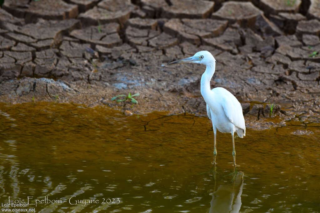 Little Blue Heronjuvenile, identification