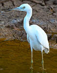 Aigrette bleue