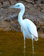 Little Blue Heron