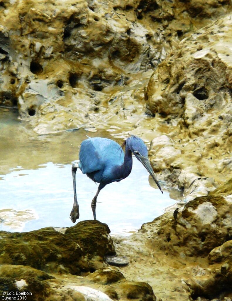 Aigrette bleue