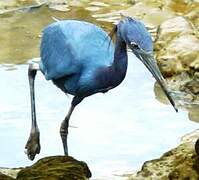 Little Blue Heron