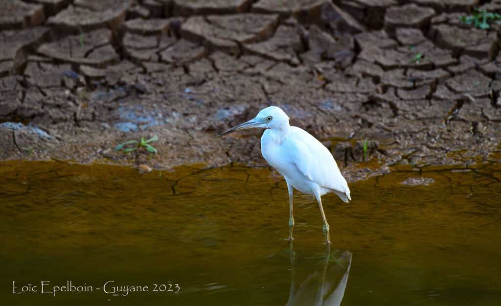 Little Blue Heron