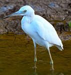 Aigrette bleue