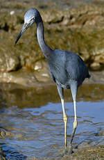 Aigrette bleue