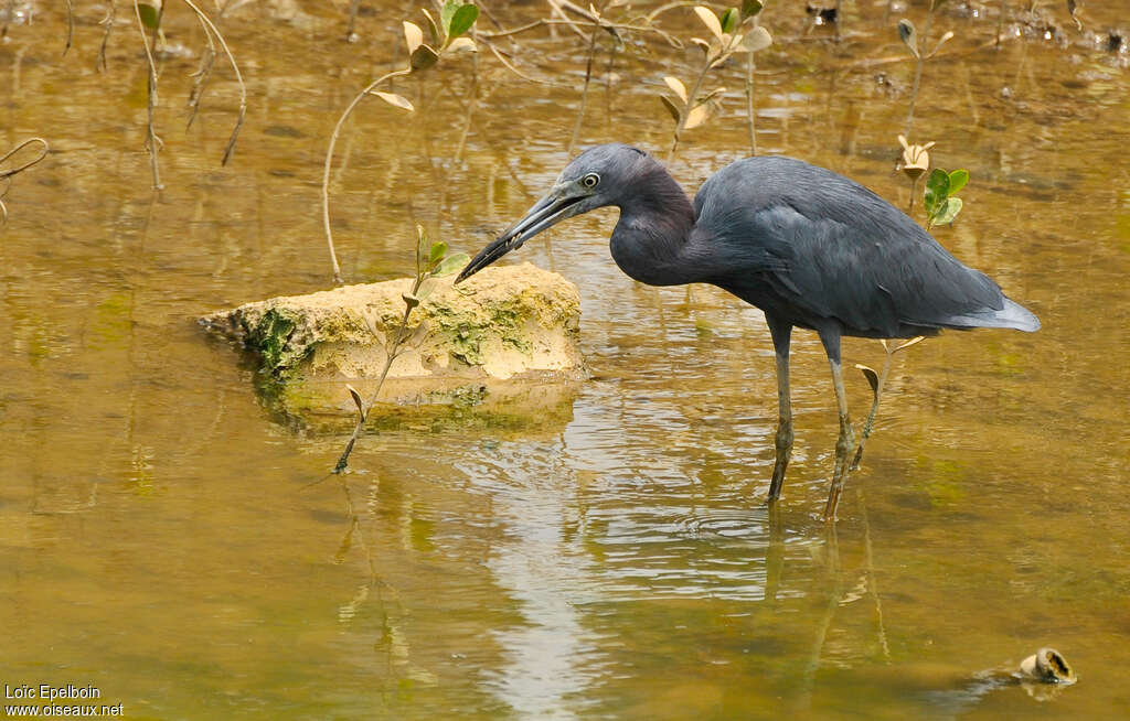 Little Blue Heron