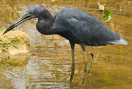 Little Blue Heron