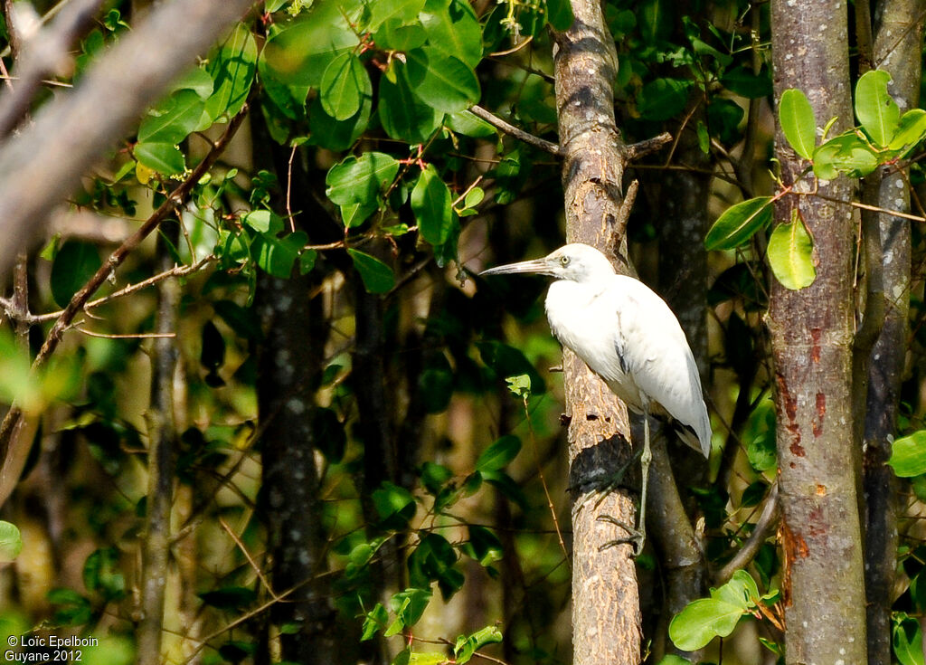 Aigrette bleue