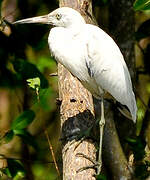 Little Blue Heron