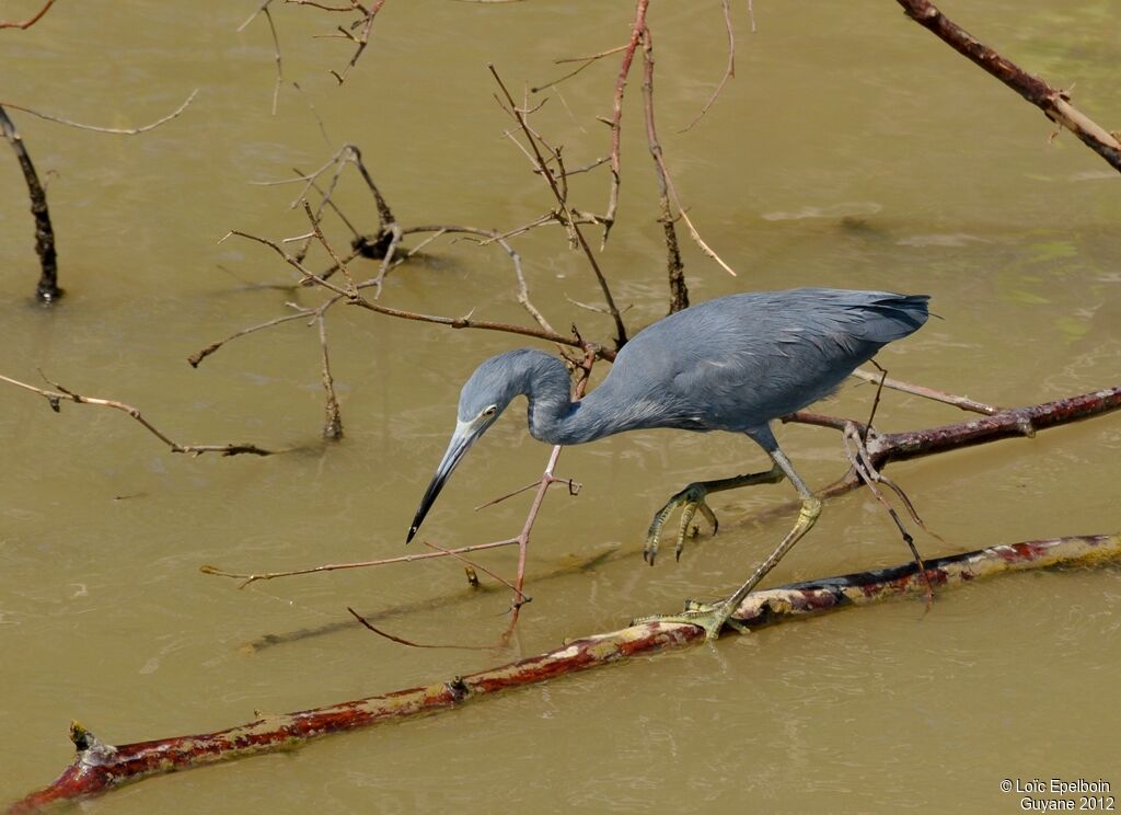 Little Blue Heron