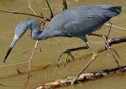 Little Blue Heron