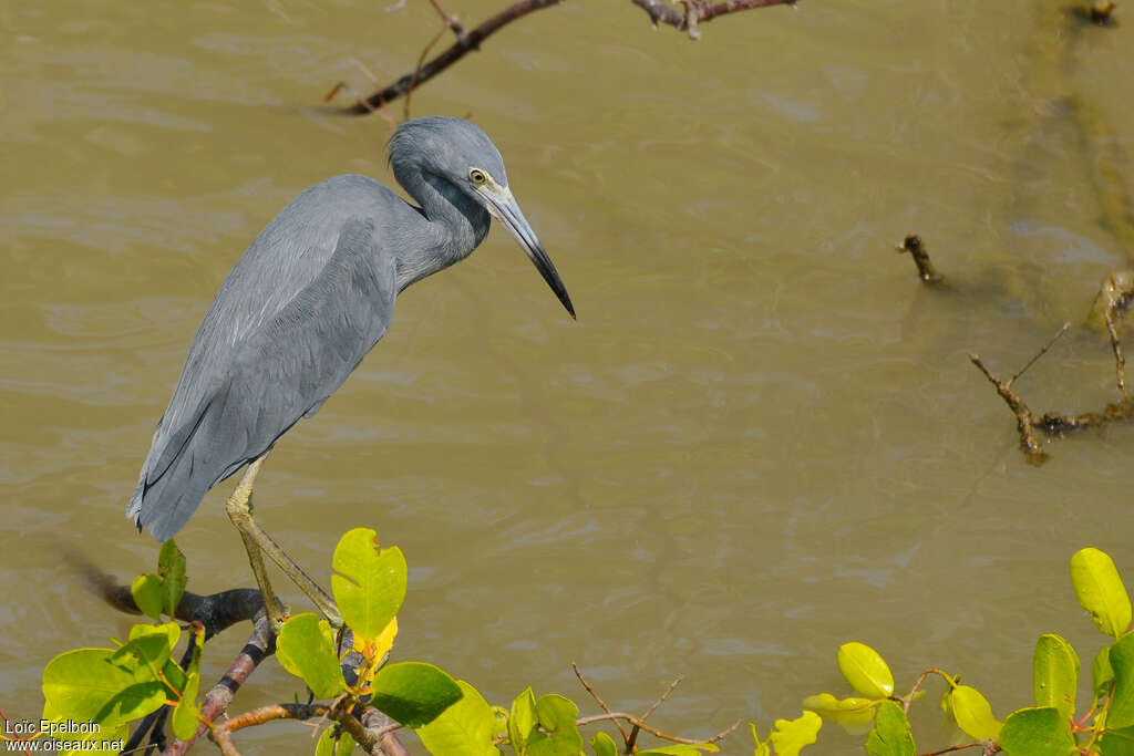 Aigrette bleue