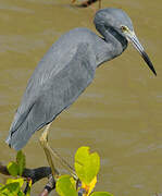 Aigrette bleue