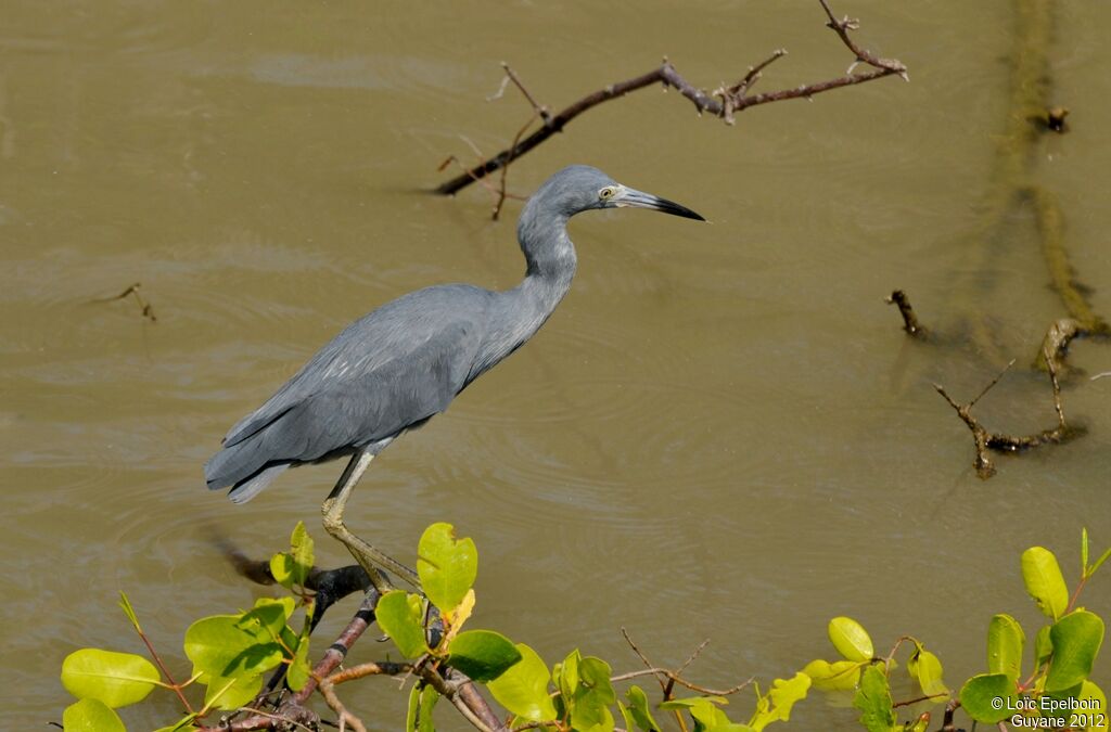 Little Blue Heron