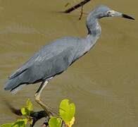 Aigrette bleue