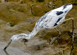 Aigrette bleue