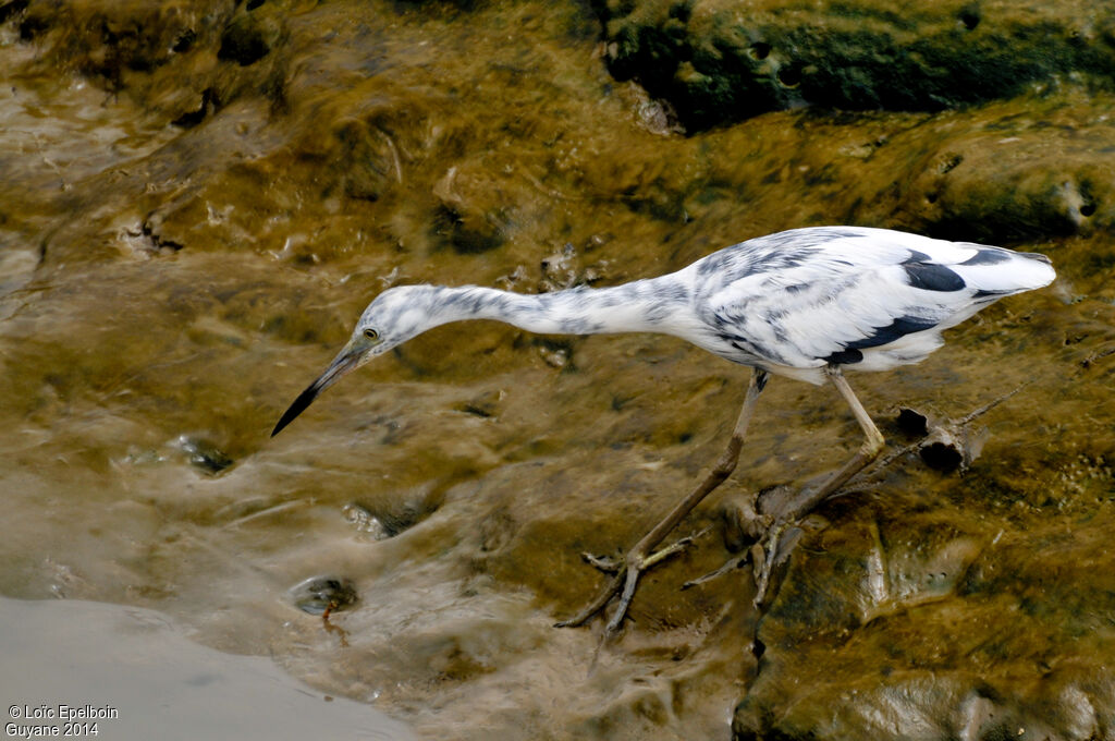 Little Blue Heron