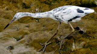 Little Blue Heron