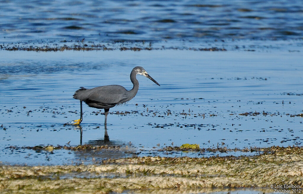 Dimorphic Egret