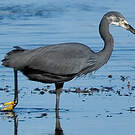 Aigrette dimorphe
