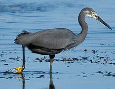 Aigrette dimorphe