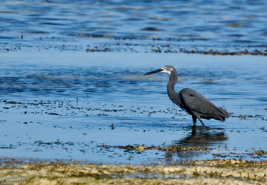 Dimorphic Egret