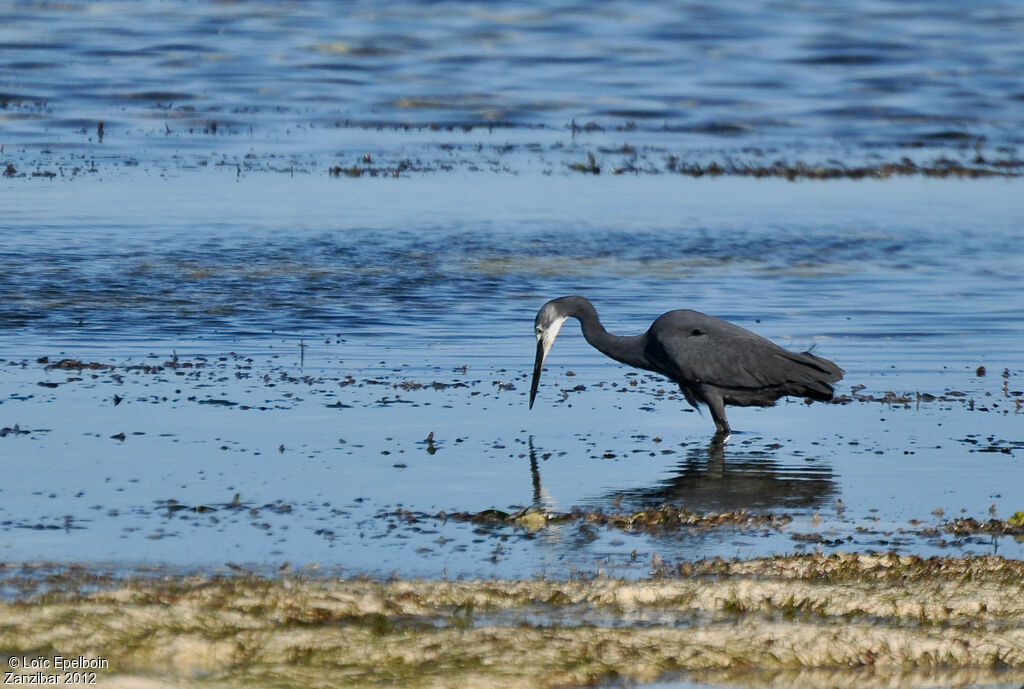 Dimorphic Egret