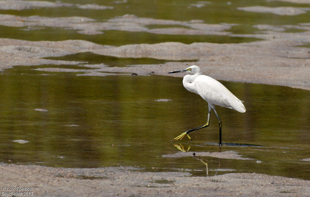 Aigrette dimorphe