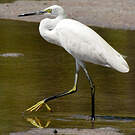 Aigrette dimorphe