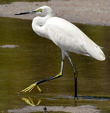 Aigrette dimorphe