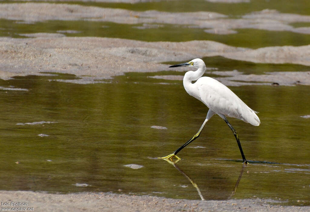 Aigrette dimorphe, identification