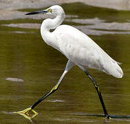 Aigrette dimorphe