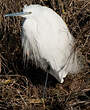 Aigrette garzette