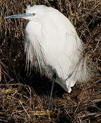 Little Egret