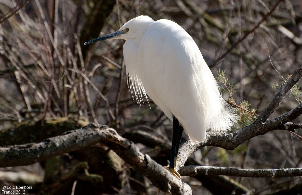 Little Egret