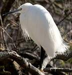 Aigrette garzette